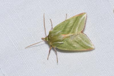 <i>Pseudoips prasinanus</i>