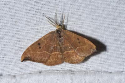 <i>Watsonalla binaria</i>