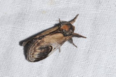 <i>Notodonta ziczac</i>