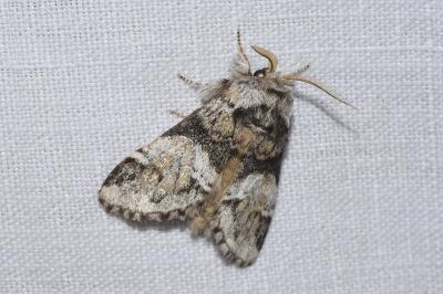 <i>Drymonia dodonaea</i>