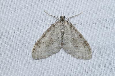 <i>Trichopteryx carpinata</i>