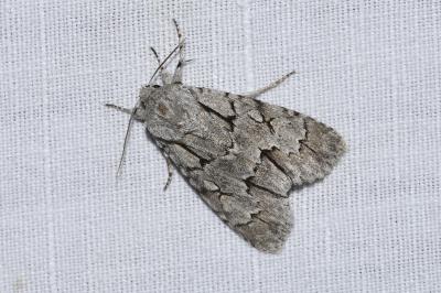 <i>Acronicta psi</i>