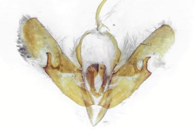 <i>Acronicta psi</i>