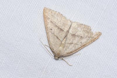 <i>Petrophora chlorosata</i>