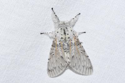 <i>Cerura vinula</i>