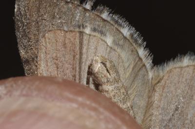 <i>Aplocera efformata</i>