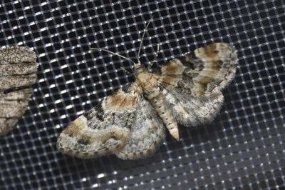 <i>Eupithecia pulchellata</i>