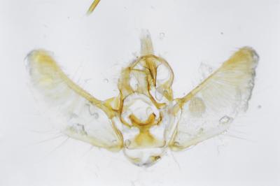 <i>Eupithecia pulchellata</i>