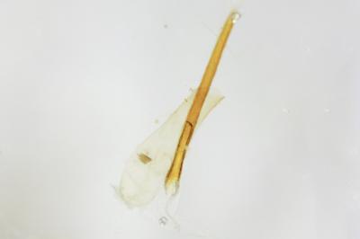 <i>Eupithecia pulchellata</i>