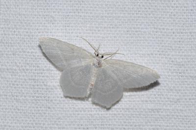 <i>Jodis lactearia</i>