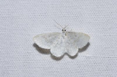 <i>Asthena albulata</i>