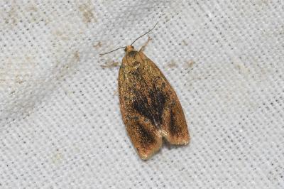 <i>Ptycholoma lecheana</i>