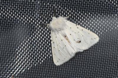 <i>Spilosoma lubricipeda</i>