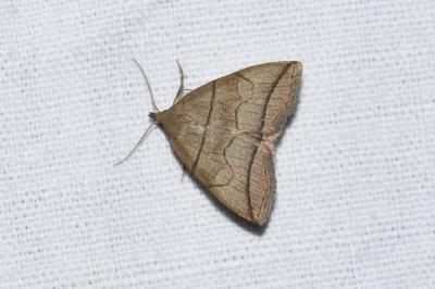 <i>Herminia grisealis</i>