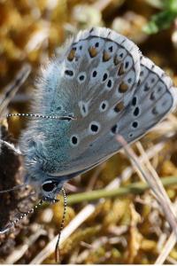 <i>Lysandra bellargus</i>