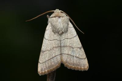 <i>Charanyca trigrammica</i>