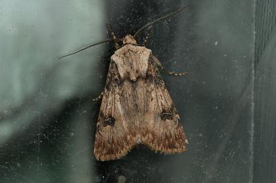 <i>Agrotis puta</i>