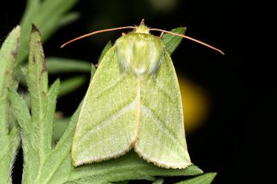 <i>Pseudoips prasinanus</i>