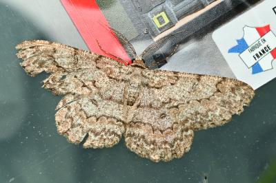 <i>Hypomecis punctinalis</i>