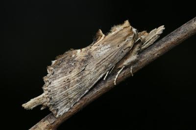 <i>Pterostoma palpina</i>