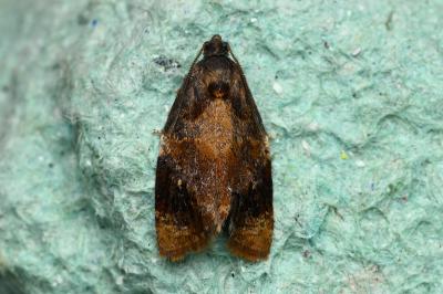 <i>Ditula angustiorana</i>