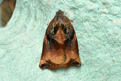 <i>Archips podana</i>