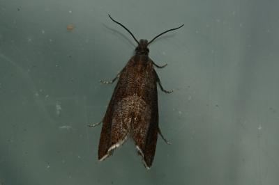 <i>Dichrorampha acuminatana</i>