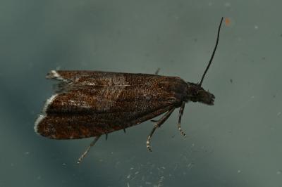 <i>Dichrorampha acuminatana</i>