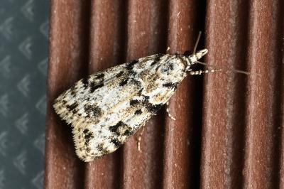 <i>Eudonia delunella</i>