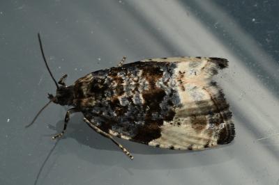 Hedya pruniana