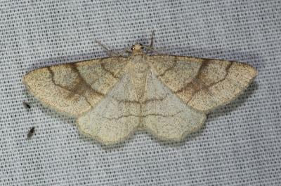 Adactylotis contaminaria