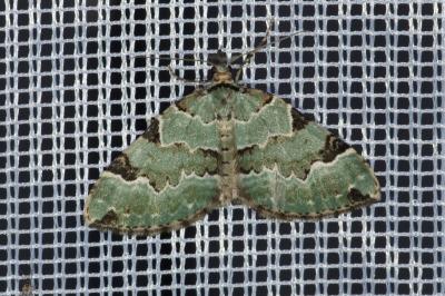Colostygia pectinataria