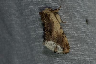 Ptilodon cucullina
