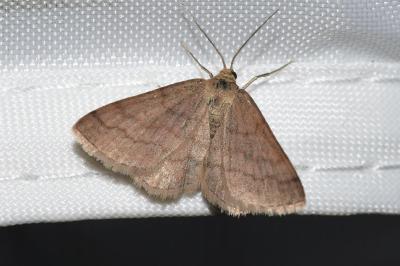Scopula rubiginata
