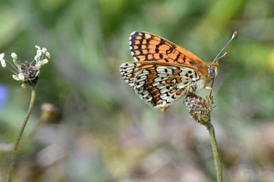 Melitaea cinxia