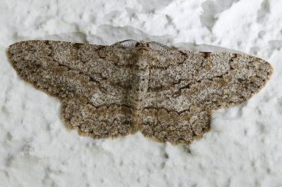 <i>Peribatodes ilicaria</i>