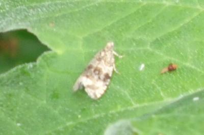 <i>Epinotia</i>