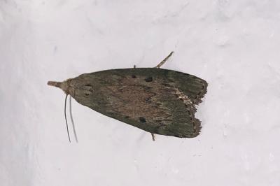<i>Aphomia sociella</i>