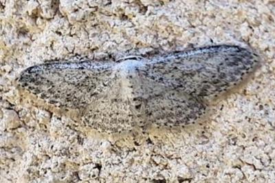 <i>Idaea seriata</i>