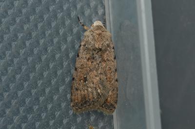 Caradrina clavipalpis