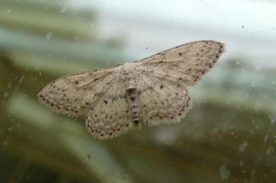 <i>Idaea seriata</i>