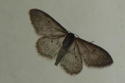 <i>Idaea seriata</i>