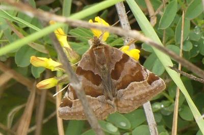 <i>Euclidia glyphica</i>
