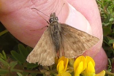 <i>Erynnis tages</i>