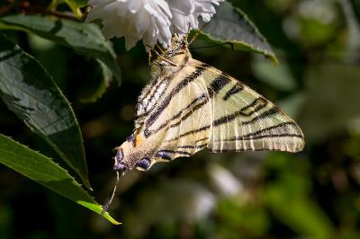 Iphiclides podalirius