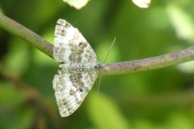 <i>Epirrhoe alternata</i>