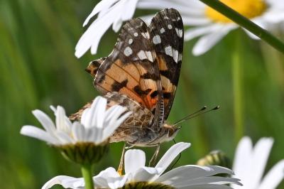 <i>Vanessa cardui</i>