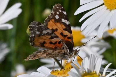 <i>Vanessa cardui</i>