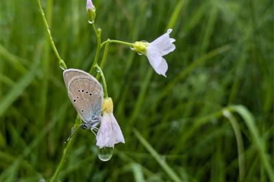 Cyaniris semiargus