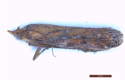 <i>Selagia spadicella</i>